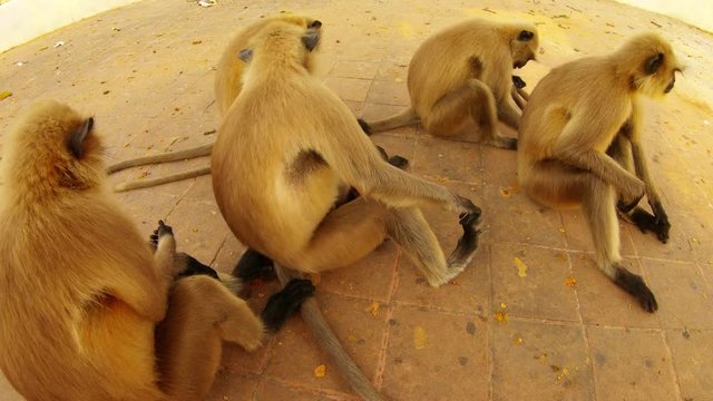 Five big gray surilis monkeys and small baby sit and catch flies