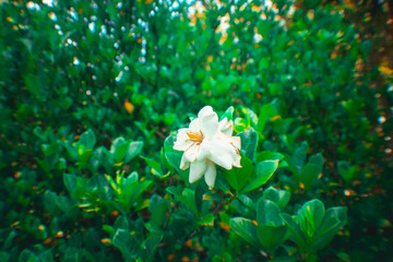 Flor branca da paz