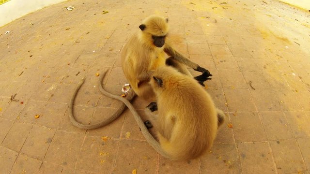 Two monkey sit on asphalt and look for fleas in tails