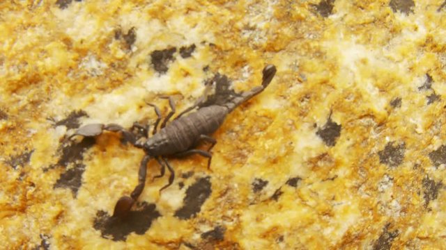 Black scorpion crowls on stone colorful surface and on sand top view