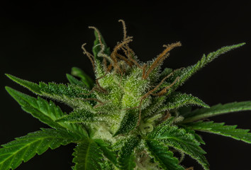 Macro view of Sage n Sour variety of medical marijuana with black background