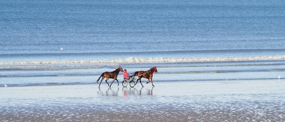 Fototapeta na wymiar Entrainement des chevaux de courses sur la plage de Cabourg en Normandie