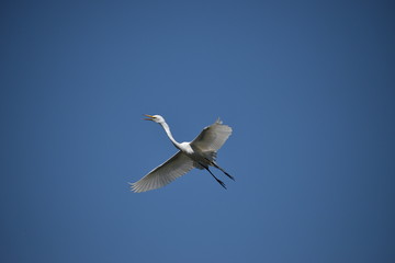 adult Great egret (Ardea alba) in flight