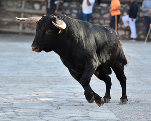toro negro en españa