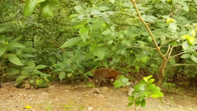 Macaque monkey moves on ground in deciduous forest