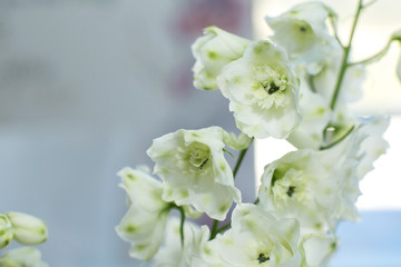 Macro delicate fresh wthite delphinum flower. Wedding fresh flowers decoration