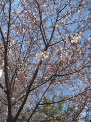 Korean Cherry Blossoms