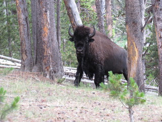 bison in yellowstone national park © Edward