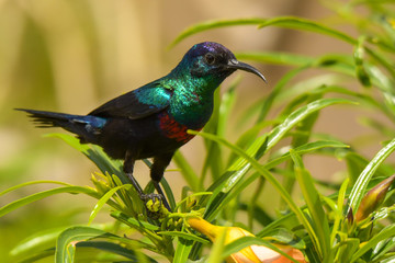 A beautiful colorful bird on a green background. Shining Sunbird / Cinnyris habessinicus