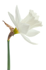 Naklejka na ściany i meble Narcissus spring flower on white