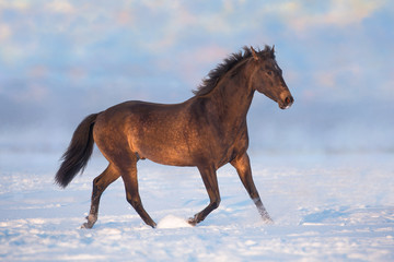 Brown Akhalteke horse run on the snow in winter evening