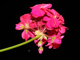 Fototapeta na wymiar flor roja