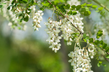 Flowering branches of white acacia in spring.