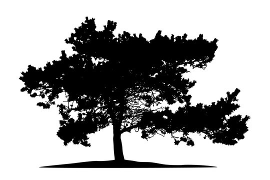 Realistic pine tree silhouette on white background (Vector illustration).