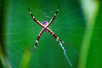 The spider in the web.