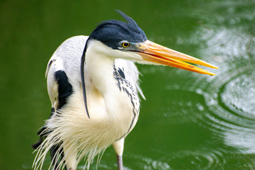 The heron on the lake.