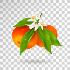 Two citrus fruits mandarin or tangerine hanging on branch with green leaves with water drops, white blossoming flowers and buds isolated on transparent background. Realistic Vector Illustration