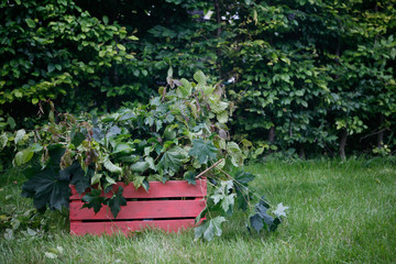 Garden Waste in Wooden Box, Twigs, Leaves, Gardening