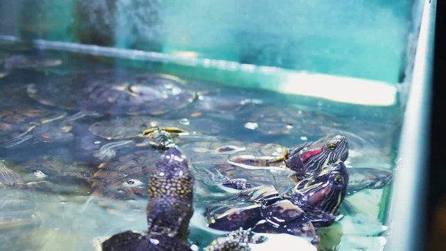 Pond slider, Trachemys scripta, common medium-sized semi-aquatic turtle. Red-eared turtles.