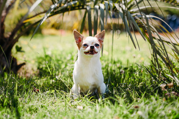 Cute little dog Chihuahua smiles in grass under a palm tree resting on hot sunny summer day