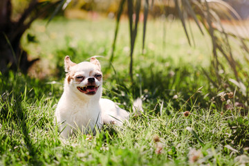 shorthaired Chihuahua dog smiles and lies under palm tree on green grass on hot summer day