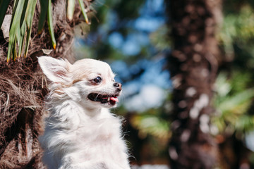 Close-up portrait of cute smiling chihuahua dog on hot summer day outdoors. copy space