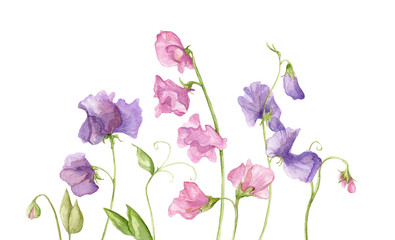 Fototapeta premium Sweet pea blossoms on a white background. Isolated sweet pea blossoms set. Floral pattern elements and blossoms. Tender cute flowers.