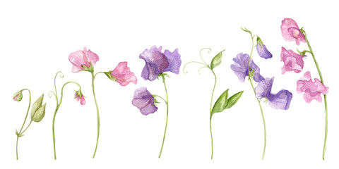 Sweet pea blossoms on a white background. Isolated sweet pea blossoms set. Floral pattern elements...