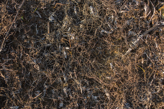 The surface of the earth covered with ash. Charred grass. Field with burned vegetation.  The fire destroyed the meadow's flora.