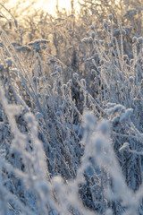 Dry plants covered with hoarfrost shining in the sun. Winter background