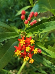 green leaves natural nature flower small colorful red and yellow flower bud open flower sun garden outdoor  natural beauty