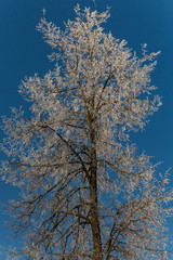 Trees covered with hoarfrost on a sunny winter day