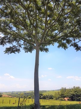 alone tree tree large canopy wide shadow grass pasture life grass sky blue cloud summer tranquility horizon hill change thin and long
