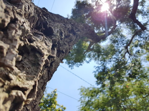 nature tree old bark tranquility breeze longevity summer bottom plane outdoor