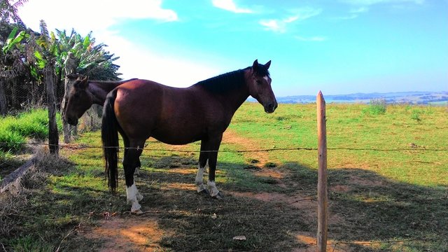 Pasture fence two horses sky blue grass green protecting from the sun in the shade tranquility horizon day of sun outdoors