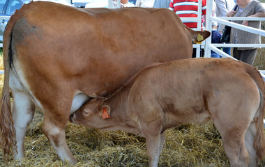 Calf and cow of limuzinsky breed. Agricultural fair