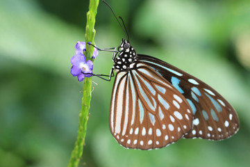 Fototapeta na wymiar Blue Spotted Milkweed butterfly and flowers,a beautiful butterfly resting on the purple flowers in the garden 