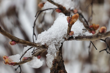 Branch of tree with dry orange leaves, covered with snow
