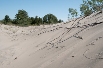 Fototapeta na wymiar sand dunes and bushes