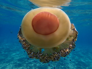 Cotylorhiza tuberculata (Mediterranean jelly) or fried egg jellyfish © Alexey