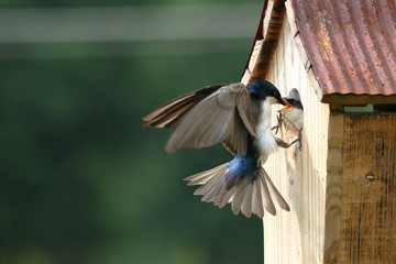 A male Tree Swallow feeds his nestlings who will soon fledge.