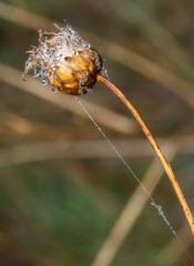 Dry flower with dew drops in winter.