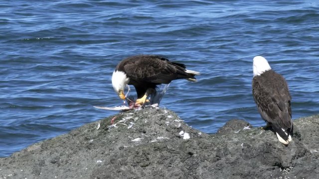 pair of bald eagles, with one feeding on a dead bird, at neah bay on the olympic penisula of the us pacific northwest