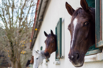 Horses in the stables