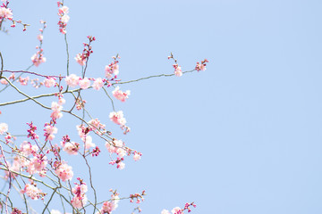 Pinke Kirschblüte im Frühling