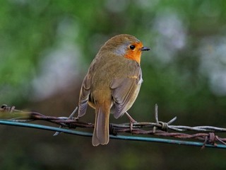 Robin 