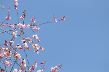 Pinke Kirschblüte im Frühling