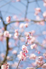 Pinke Kirschblüte im Frühling