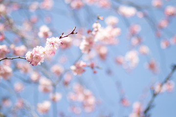 Pinke Kirschblüte im Frühling