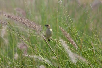 sparrow on grass